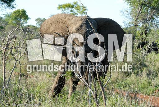 Afrikanischer Elefant (26 von 131).jpg